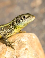 Obraz premium Close-up of a lizard on a rock