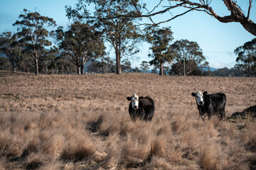 Stud beef hereford cows in a field on a farm in England. English cattle in a meadow grazing on pasture in springtime. Green grass growing in a paddock on a sustainable agricultural ranch