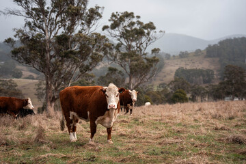 Stud beef hereford cows in a field on a farm in England. English cattle in a meadow grazing on pasture in springtime. Green grass growing in a paddock on a sustainable agricultural ranch