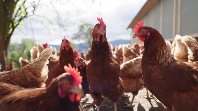 Exploring daily life on a rustic chicken farm with lively poultry