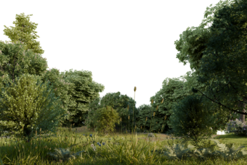 Lush forest scene with varied greenery and meadow