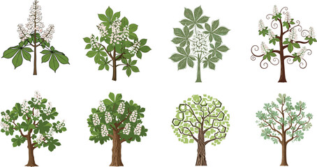 Obraz premium Chestnut tree vector set, blooming horse chestnut trees with green leaves and flowers, stylized botanical illustrations for nature, garden, forest, and floral design.