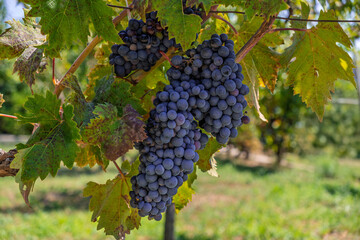 Abundant bunches of dark grapes on a grapevine, bathed in golden sunlight, representing the bounty of the autumn harvest and the traditional artistry of grape cultivation for fine wine.
