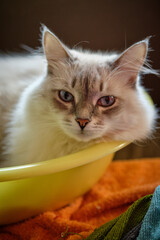 White cat with blue eyes