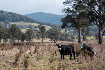 Stud Beef bulls, cows and calves grazing on grass in a field, in Australia. breeds of cattle include speckle park, murray grey, angus, brangus and wagyu on long pasture in spring and summer