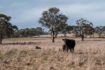 Fototapeta premium Stud Beef bulls, cows and calves grazing on grass in a field, in Australia. breeds of cattle include speckle park, murray grey, angus, brangus and wagyu on long pasture in spring and summer