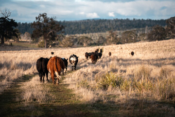 Close up of Angus and Murray Grey Cows eating long pasture in Australia