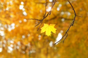 Autumn background. yellow maple leaf on tree branch in park or forest, nature abstract background. beautiful harmony autumn seasonal landscape. symbol of fall time