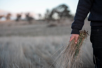 agronomist regenerative organic farmer, taking soil samples and looking at plant growth in a farm....