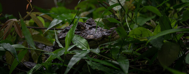 Caiman Hidden in the Waters of Tortuguero, Costa Rica