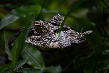 Caiman Hidden in the Waters of Tortuguero, Costa Rica