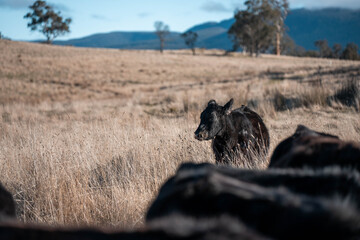 beautiful cattle in Australia  eating grass, grazing on pasture. Herd of cows free range beef being regenerative raised on an agricultural farm. Sustainable farming