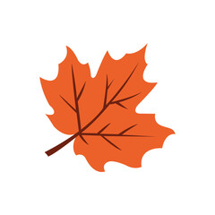 Orange maple leaf with brown veins on white background autumn leaf fall leaf