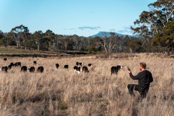 regenerative organic farmer, taking soil samples and looking at plant growth in a farm. practicing sustainable agriculture on a crop farm with livestock cows