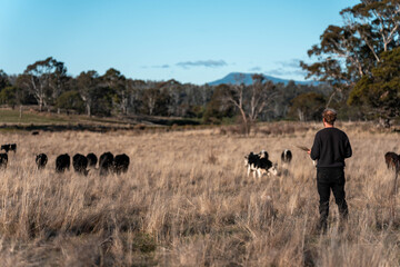 regenerative organic farmer, taking soil samples and looking at plant growth in a farm. practicing sustainable agriculture on a crop farm with livestock cows