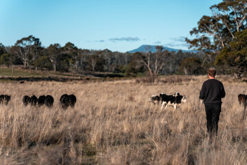regenerative organic farmer, taking soil samples and looking at plant growth in a farm. practicing sustainable agriculture on a crop farm with livestock cows