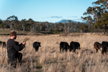 regenerative organic farmer, taking soil samples and looking at plant growth in a farm. practicing sustainable agriculture on a crop farm with livestock cows