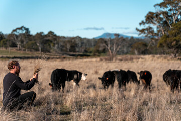 regenerative organic farmer, taking soil samples and looking at plant growth in a farm. practicing sustainable agriculture on a crop farm with livestock cows