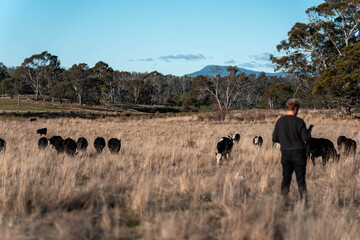 regenerative organic farmer, taking soil samples and looking at plant growth in a farm. practicing sustainable agriculture on a crop farm with livestock cows