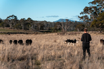 regenerative organic farmer, taking soil samples and looking at plant growth in a farm. practicing sustainable agriculture on a crop farm with livestock cows