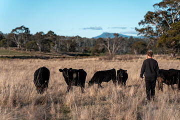 regenerative organic farmer, taking soil samples and looking at plant growth in a farm. practicing sustainable agriculture on a crop farm with livestock cows