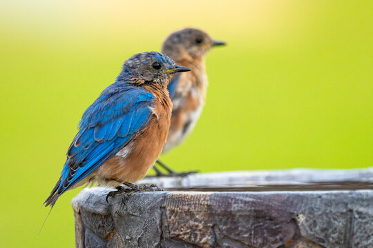 A pair of baby Eastern Bluebirds (Sialia sialis) perch on the edge of a bird bath. Eastern Bluebirds are members of the Thrush family.