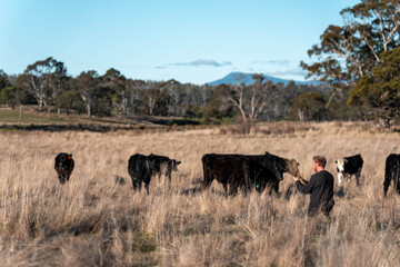 regenerative organic farmer, taking soil samples and looking at plant growth in a farm. practicing sustainable agriculture on a crop farm with livestock cows