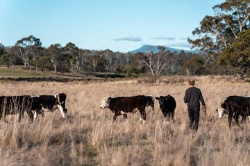 regenerative organic farmer, taking soil samples and looking at plant growth in a farm. practicing sustainable agriculture on a crop farm with livestock cows