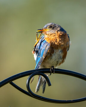 A baby Eastern Bluebird (Sialia sialis) scratches himself in early morning light. Bluebirds are members of the Thrush family.