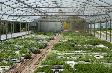 Arrosage automatique , Serres, Ile de Reichenau, Lac de Constance, Allemagne