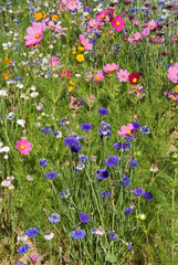 Friche fleurie, cosmos, bleuet, margueritte,