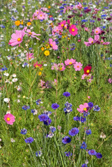 Friche fleurie, cosmos, bleuet, margueritte,