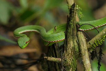 green Trimeresurus popeiorum snack on a branch
