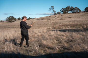 regenerative organic farmer, taking soil samples and looking at plant growth in a farm. practicing sustainable agriculture on a crop farm with livestock cows