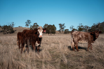 carbon neutral livestock organic, regenerative, sustainable agriculture farm producing stud wagyu beef cows. cattle grazing in a paddock. cow in a field on a ranch