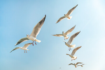 Obraz premium flock of birds flying in sky. visible seagull silhouettes.