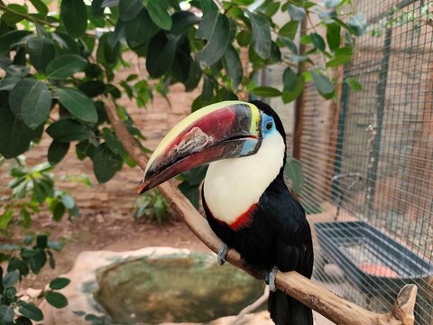 Photo of a striking Ramphastos tucanus perched gracefully on a branch, displaying its vibrant multicolored beak, vivid plumage, and bold markings inside a lush green aviary with natural surroundings.