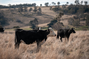 carbon neutral livestock organic, regenerative, sustainable agriculture farm producing stud wagyu beef cows. cattle grazing in a paddock. cow in a field on a ranch