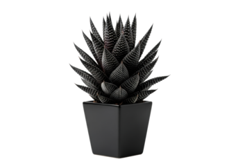 A single, large, highly geometric black succulent plant with silver lines, in a matte black minimalist pot, isolated on a white background with studio lighting. Concept of modern botanical art