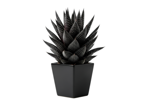 A single, large, highly geometric black succulent plant with silver lines, in a matte black minimalist pot, isolated on a white background with studio lighting. Concept of modern botanical art