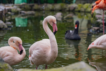 【#動物園】フラミンゴ