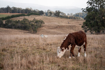 carbon neutral livestock organic, regenerative, sustainable agriculture farm producing stud wagyu beef cows. cattle grazing in a paddock. cow in a field on a ranch