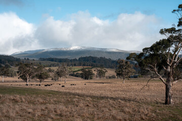 carbon neutral livestock organic, regenerative, sustainable agriculture farm producing stud wagyu beef cows. cattle grazing in a paddock. cow in a field on a ranch