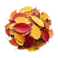 Colorful autumn leaves in a circle composition