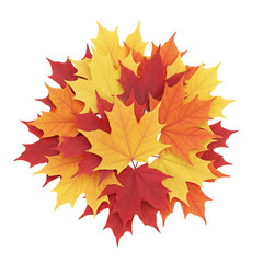 Autumn maple leaves in a colorful bouquet