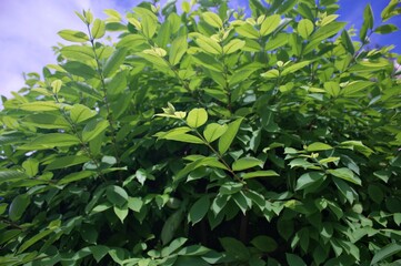 green leaves background