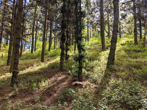 Sunlit Forest Hillside with Tall Pine Trees, Green Understory, and Natural Light in Cabo Verde