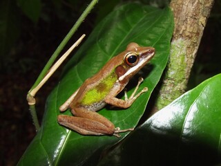 White-lipped frog Chalcorana labialis, Langkawi, Malaysia