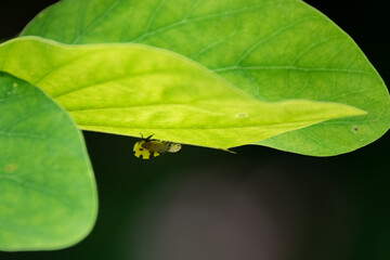 Macro Close-up of a Treehopper on a Leaf