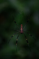 Master Weaver of the Jungle: Golden Silk Orb-weaver